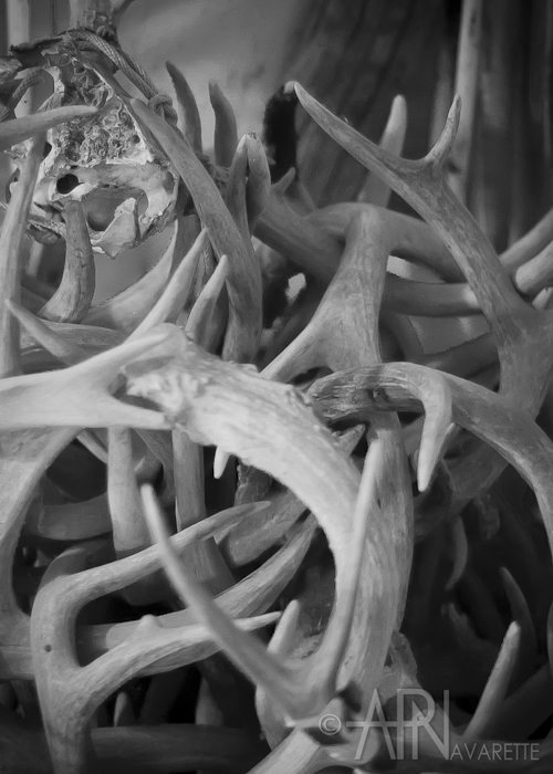 antlers that lay piled in a bucket on the family ranch