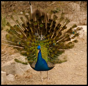 peacocks_female